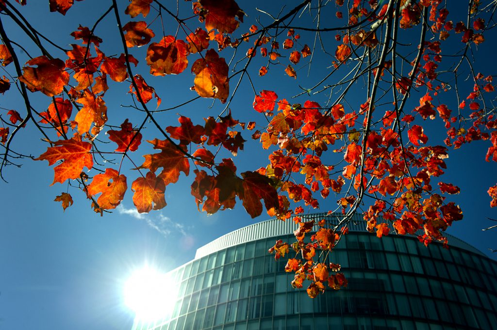 Image showing the top of a building in the background, with a branch with fall leaves in the foreground